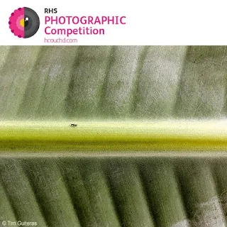 854 rhs photographic competition 2018 international thb